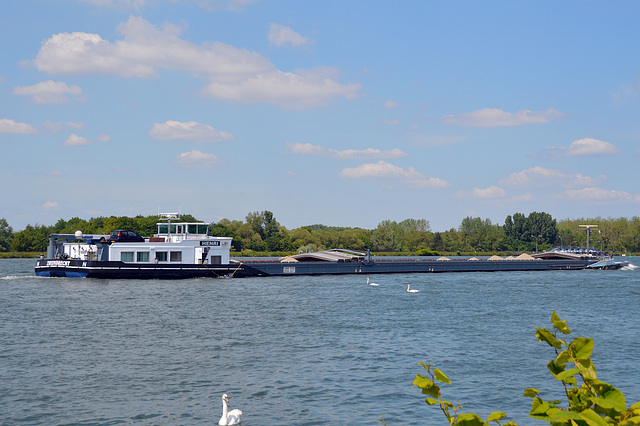 Mit Kiesbeladen fährt das Motorschiff HENRI talwärts an einem schönen Frühlingstag