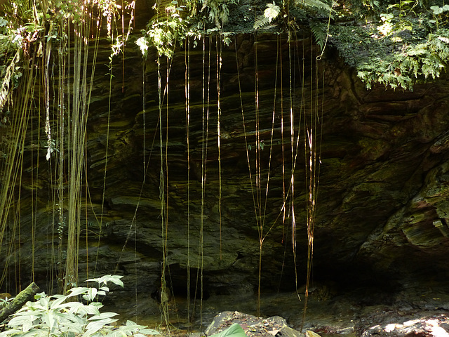 Cliff face at Oilbirds' cave area, Asa Wright Nature Centre, Trinidad