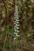 Spiranthes cernua (Nodding Ladies'-tresses orchid)