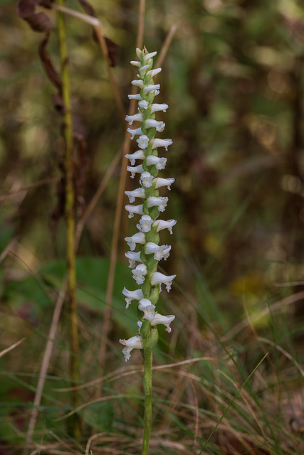 Spiranthes cernua (Nodding Ladies'-tresses orchid)