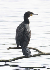 CormorantEF7A8912