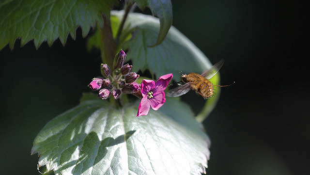 Bombylius