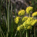 Nine-leaf Lomatium