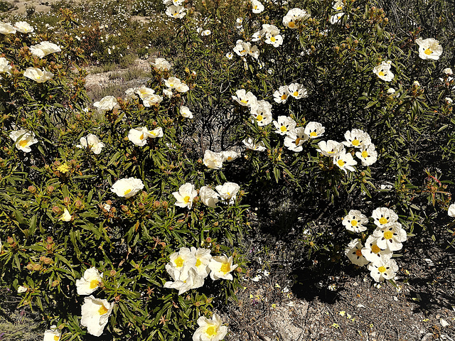 Cistus, jara, or rock rose (best on full screen).