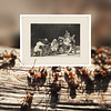 Formica or not formica Formicidae Hymenoptera Admiring Goya