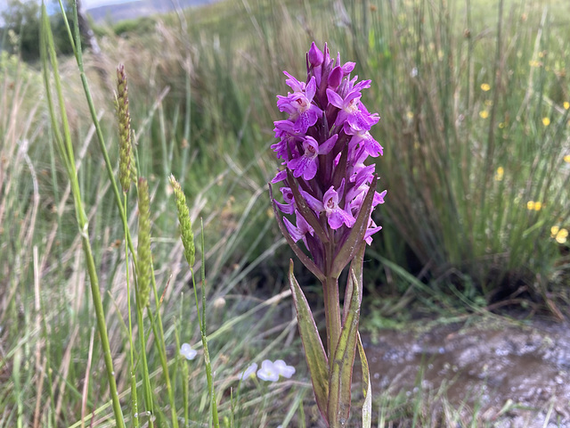 Marsh Orchid at Woodhead