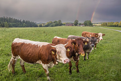 Regenbogen-Kühe ++ Rainbow cows