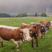 Regenbogen-Kühe ++ Rainbow cows