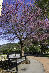 Spring Bench