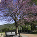 Spring Bench