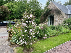 Summer morning in the courtyard