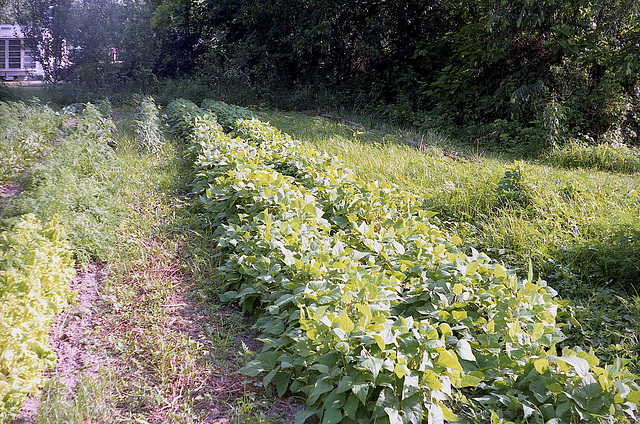 Argus C3 Garden