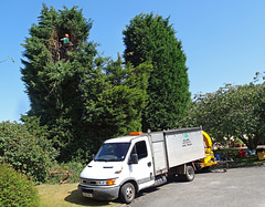 Conifer trees