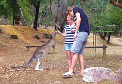 and more kangaroos