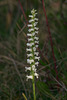 Spiranthes cernua (Nodding Ladies'-tresses orchid)