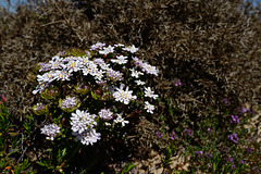 Iberis procumbens