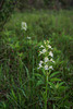 Platanthera leucophaea (Eastern Prairie Fringed orchid)