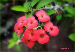 Euphorbia geroldii