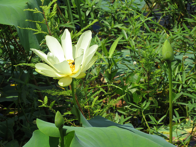 American lotus