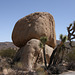 Joshua Tree National Park