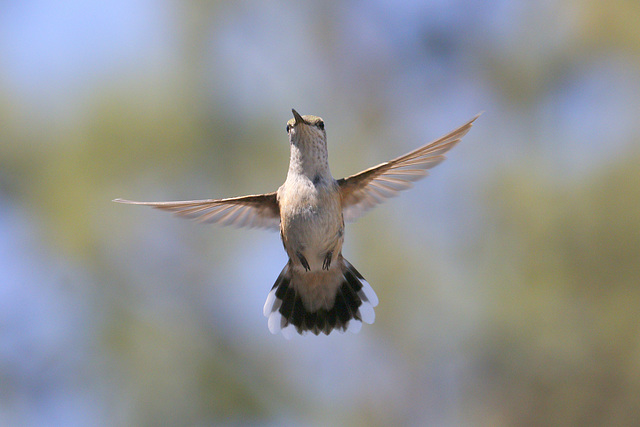 Rufous Hummingbird