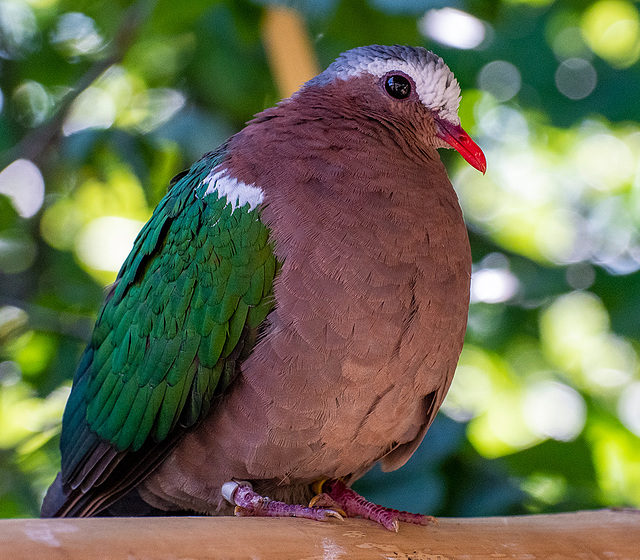 Grey capped emerald dove