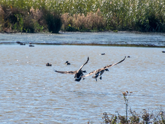 Incoming geese.10jpg