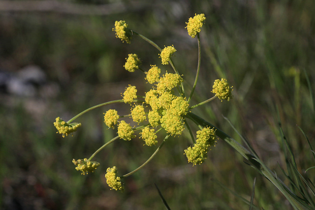 Nine-leaf Lomatium