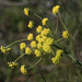 Nine-leaf Lomatium