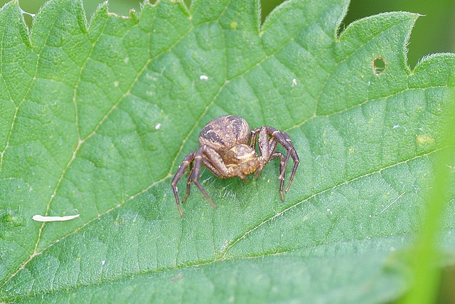 Braune Krabbenspinne