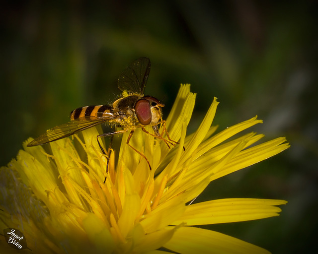 Hoverfly-on-Cat's-Ear