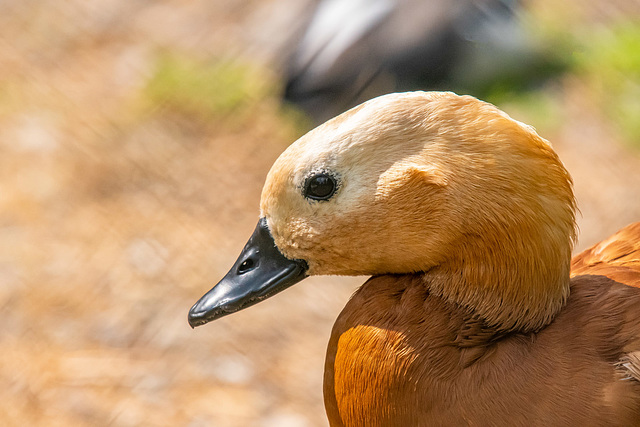 Ruddy shelduck