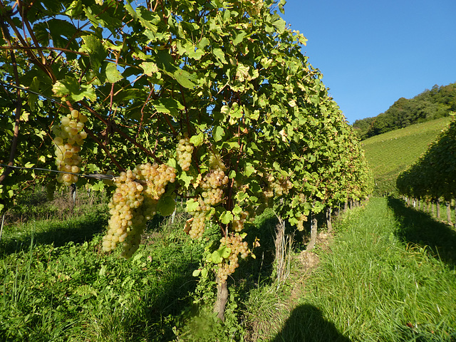 In den Weinbergen bei Sulzburg