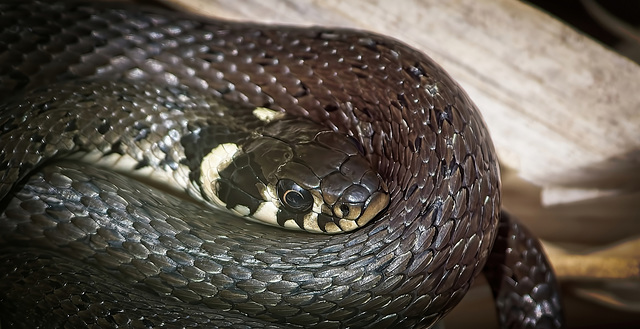 Die Ringelnatter (Natrix natrix)  hat mal die Sonne im Schilf genossen :))  The grass snake (Natrix natrix) enjoyed the sun in the reeds :))  La couleuvre à collier (Natrix natrix) profitait autrefois