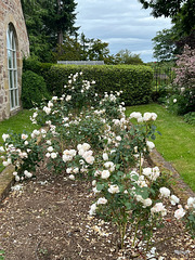 Summer morning in the courtyard