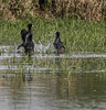 foulques macroules (Fulica atra) en grande discution