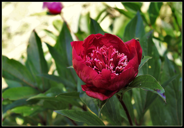 Madame Henry Fuchs (4)