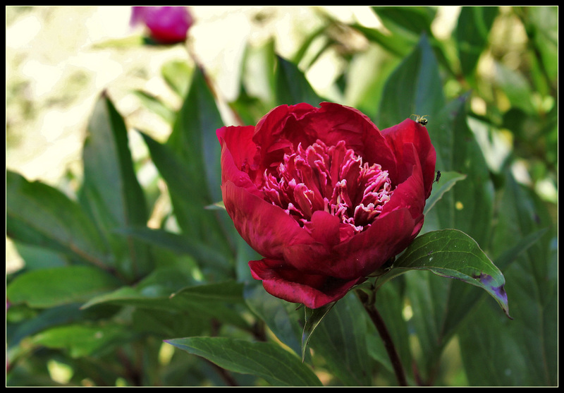 Madame Henry Fuchs (4)