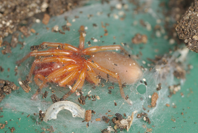 EF7A2040Woodlousespider