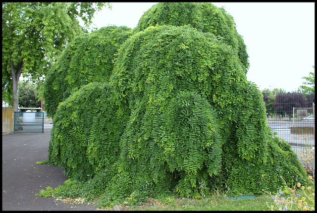 Sophora japonica 'Pendula' (3)