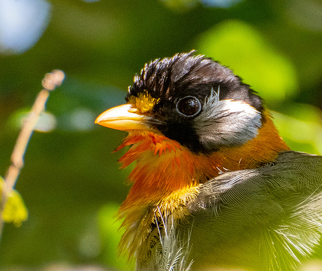 Silver eared mesia