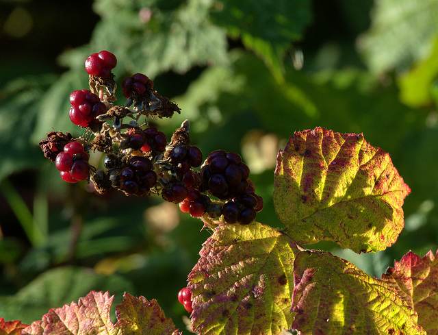 Season Of Mellow Fruitfulness Season Of Mellow Fruitfulness