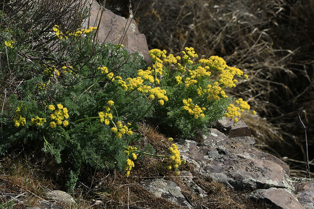 Gray's Desert Parsley