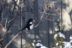 Magpie with a Peanut