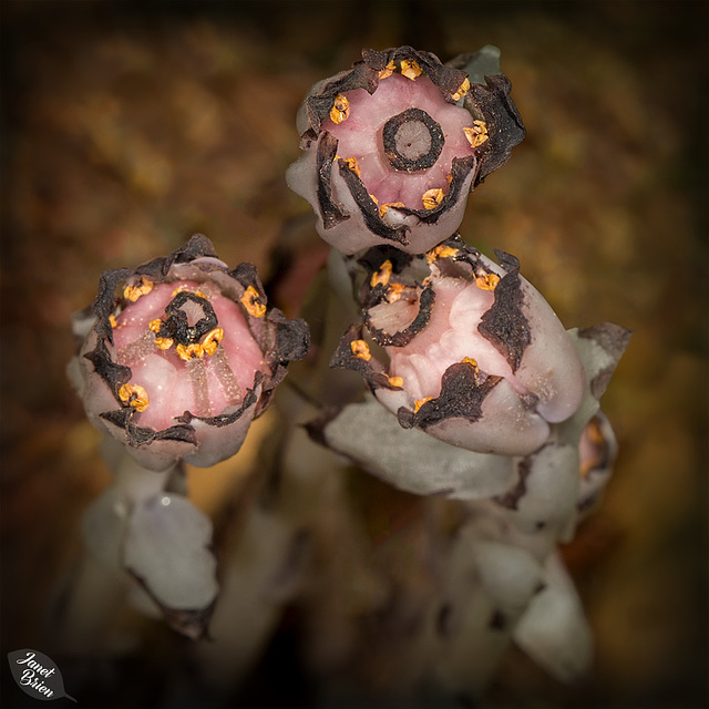 Indian-Pipe-Fungus-faces