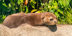 Giant otter