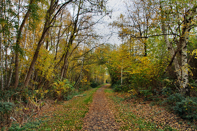 Radweg Almabahn (Gelsenkirchen-Ückendorf) / 14.11.2020