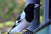 Butcherbird