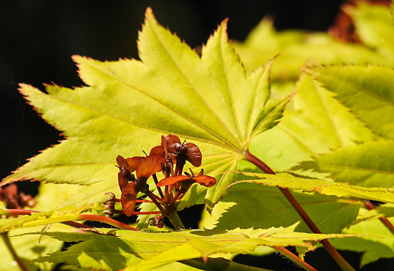20230526 0227CPw [D~LIP] Gold-Ahorn (Acer shiras 'Aureum'), Bad Salzuflen