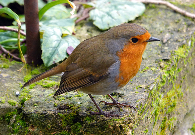 Robin